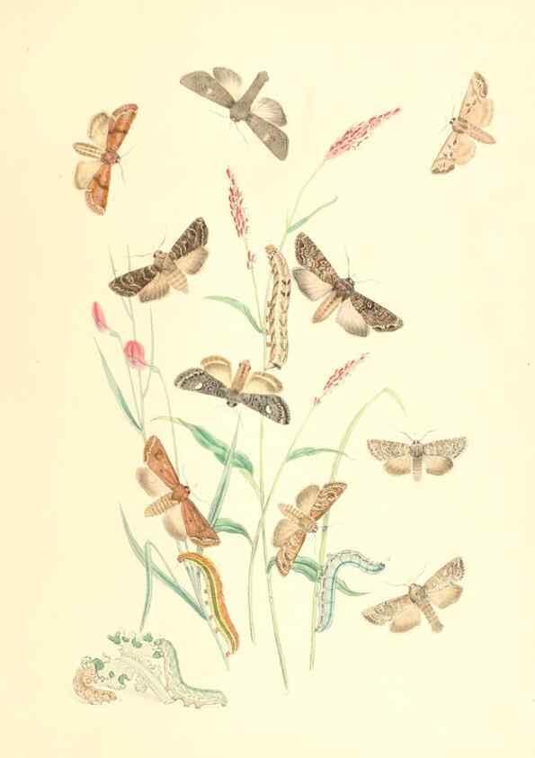 Reproducción/Reproduction 9216567582: British moths and their transformations.. London :W. Smith,1843-45.
