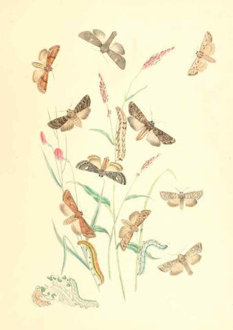 Reproducción/Reproduction 9216567582: British moths and their transformations.. London :W. Smith,1843-45.