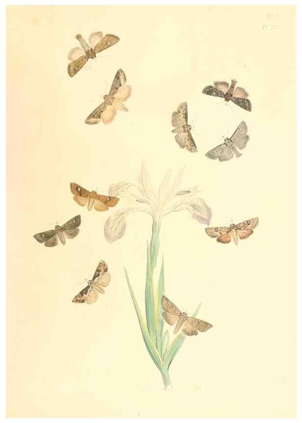 Reproducción/Reproduction 9216568984: British moths and their transformations.. London :W. Smith,1843-45.