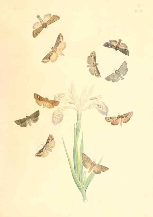 Reproducción/Reproduction 9216568984: British moths and their transformations.. London :W. Smith,1843-45.