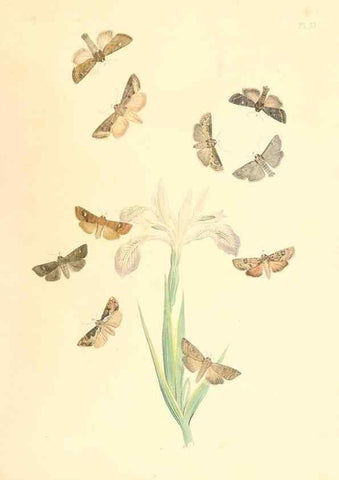 Reproducción/Reproduction 9216568984: British moths and their transformations.. London :W. Smith,1843-45.