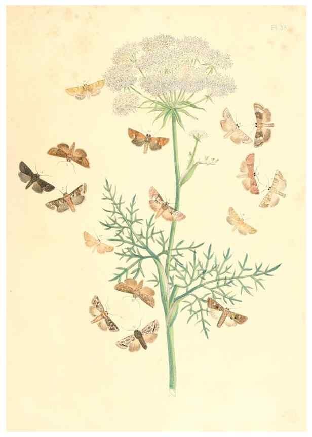Reproducción/Reproduction 9216570408: British moths and their transformations.. London :W. Smith,1843-45.