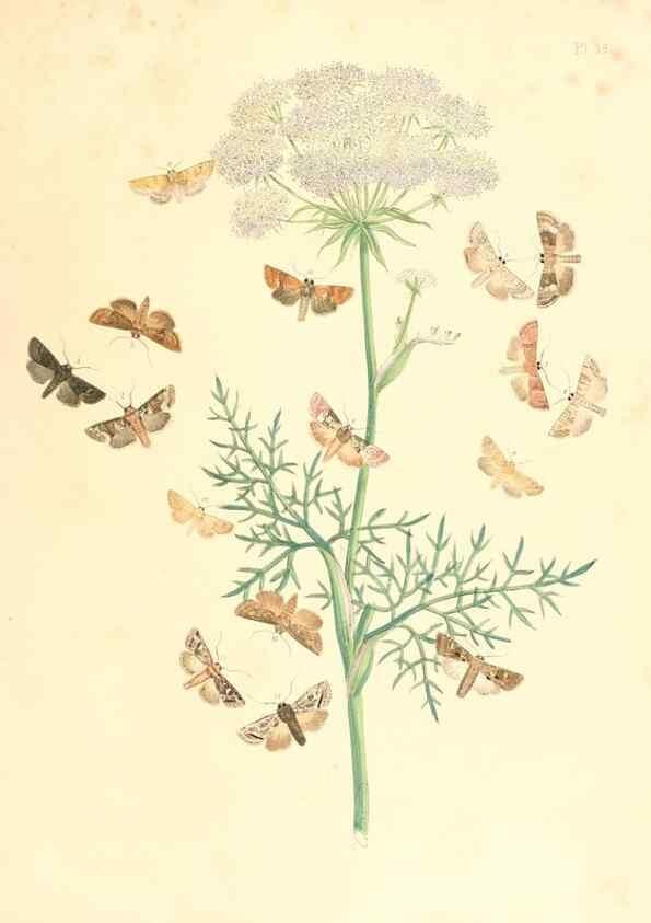 Reproducción/Reproduction 9216570408: British moths and their transformations.. London :W. Smith,1843-45.