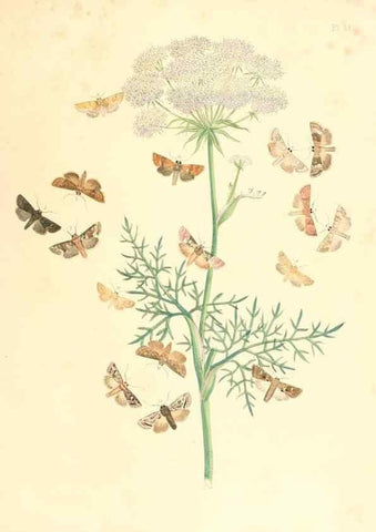 Reproducción/Reproduction 9216570408: British moths and their transformations.. London :W. Smith,1843-45.