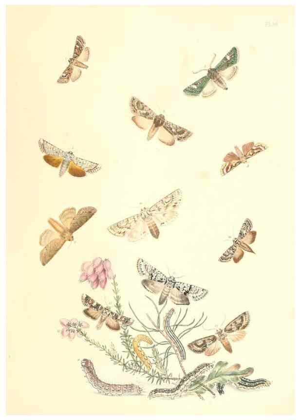 Reproducción/Reproduction 9216571438: British moths and their transformations.. London :W. Smith,1843-45.