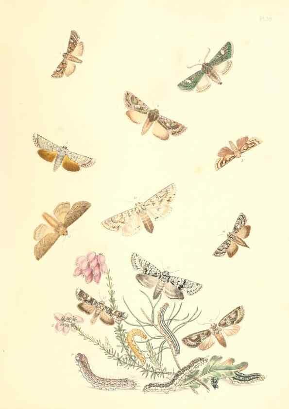 Reproducción/Reproduction 9216571438: British moths and their transformations.. London :W. Smith,1843-45.