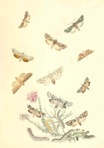 Reproducción/Reproduction 9216571438: British moths and their transformations.. London :W. Smith,1843-45.