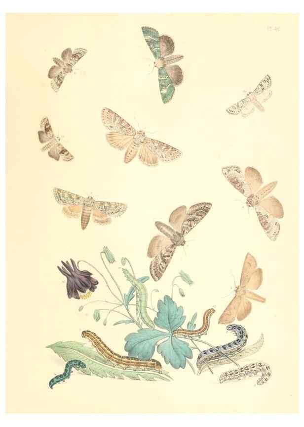 Reproducción/Reproduction 9216572488: British moths and their transformations.. London :W. Smith,1843-45.