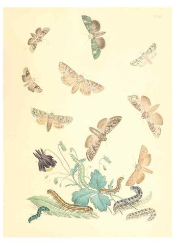 Reproducción/Reproduction 9216572488: British moths and their transformations.. London :W. Smith,1843-45.