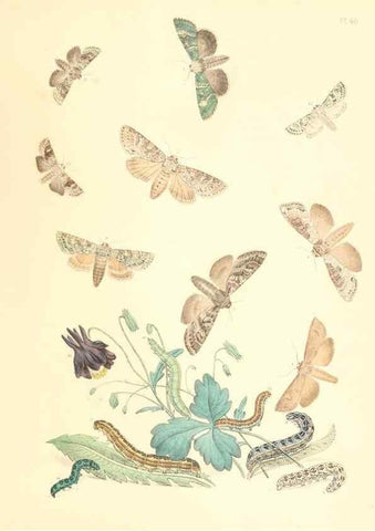 Reproducción/Reproduction 9216572488: British moths and their transformations.. London :W. Smith,1843-45.