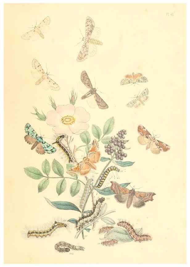 Reproducción/Reproduction 9213798145: British moths and their transformations.. London :W. Smith,1843-45.