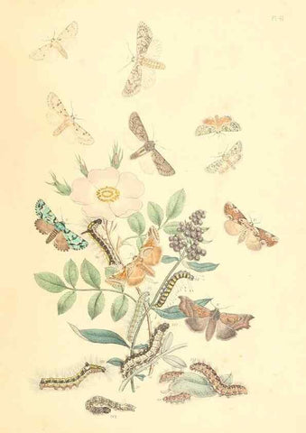 Reproducción/Reproduction 9213798145: British moths and their transformations.. London :W. Smith,1843-45.