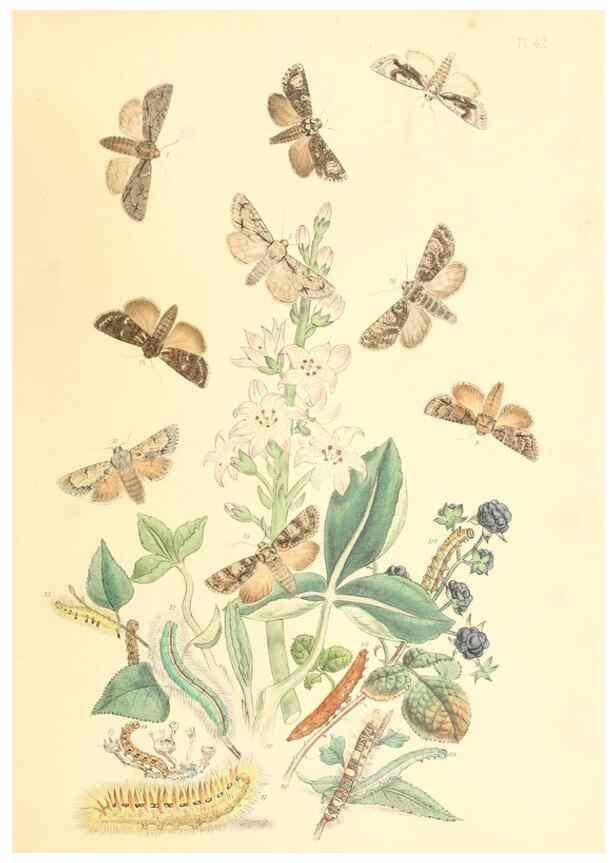 Reproducción/Reproduction 9213799461: British moths and their transformations.. London :W. Smith,1843-45.