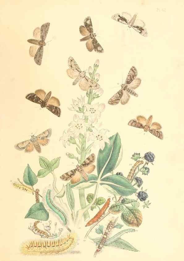 Reproducción/Reproduction 9213799461: British moths and their transformations.. London :W. Smith,1843-45.