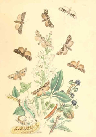 Reproducción/Reproduction 9213799461: British moths and their transformations.. London :W. Smith,1843-45.