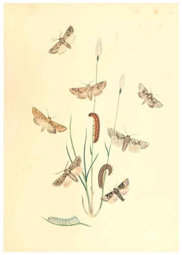 Reproducción/Reproduction 9213791369: British moths and their transformations.. London :W. Smith,1843-45.