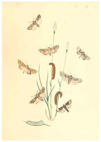 Reproducción/Reproduction 9213791369: British moths and their transformations.. London :W. Smith,1843-45.
