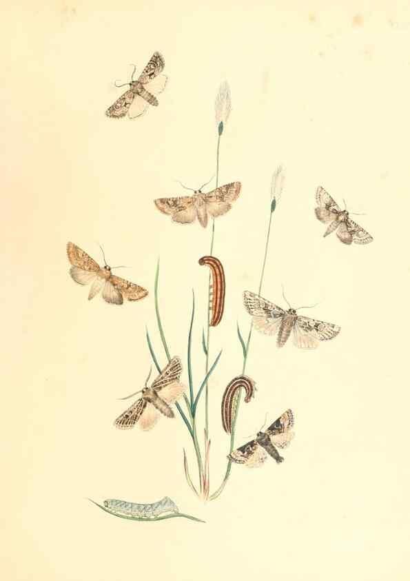 Reproducción/Reproduction 9213791369: British moths and their transformations.. London :W. Smith,1843-45.