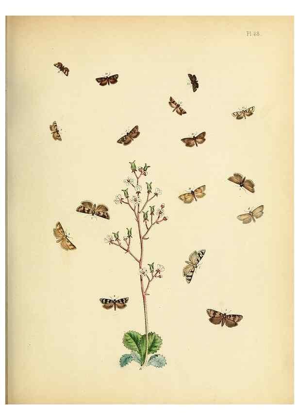 Reproducción/Reproduction 9219065632: British moths and their transformations.. London :W. Smith,1843-45.