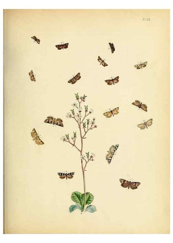 Reproducción/Reproduction 9219065632: British moths and their transformations.. London :W. Smith,1843-45.