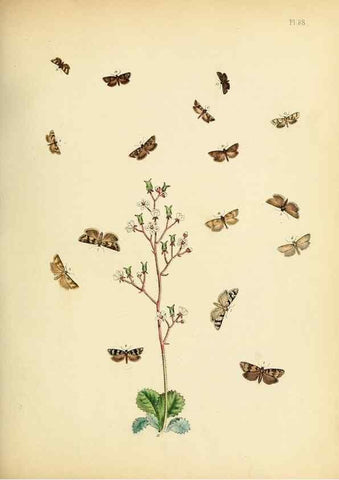 Reproducción/Reproduction 9219065632: British moths and their transformations.. London :W. Smith,1843-45.
