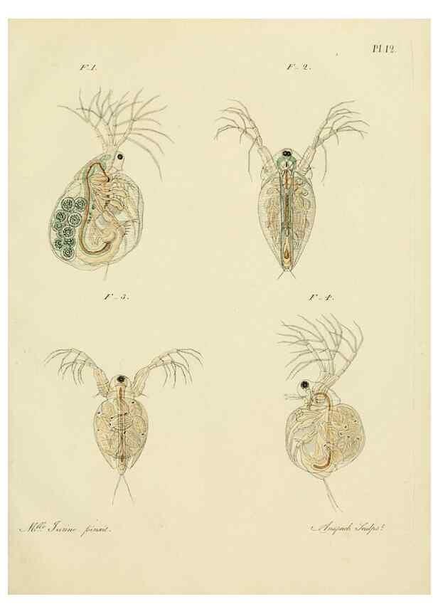 Reproducción/Reproduction 9217324952: Histoire des monocles qui se trouvent aux environs de Genève /. Genève,J.J. Paschoud,1820.