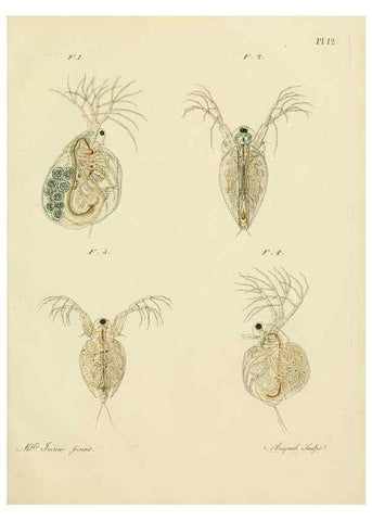 Reproducción/Reproduction 9217324952: Histoire des monocles qui se trouvent aux environs de Genève /. Genève,J.J. Paschoud,1820.