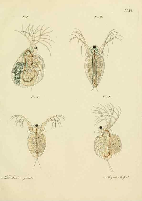 Reproducción/Reproduction 9217324952: Histoire des monocles qui se trouvent aux environs de Genève /. Genève,J.J. Paschoud,1820.