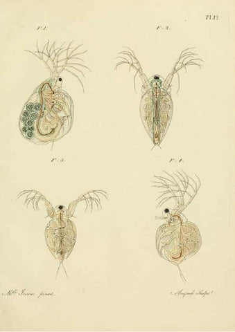 Reproducción/Reproduction 9217324952: Histoire des monocles qui se trouvent aux environs de Genève /. Genève,J.J. Paschoud,1820.