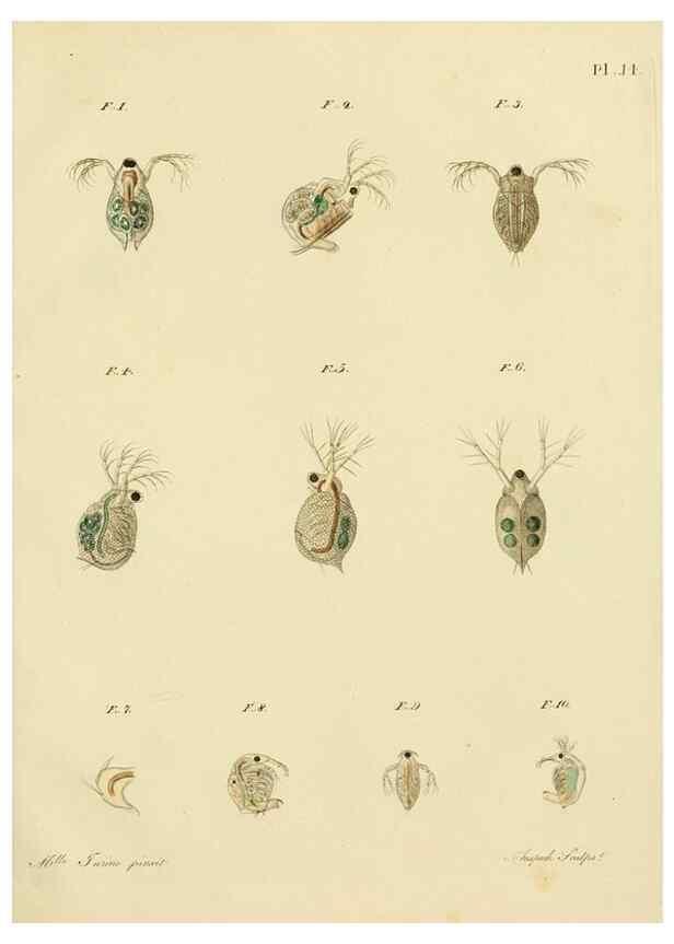 Reproducción/Reproduction 9217327284: Histoire des monocles qui se trouvent aux environs de Genève /. Genève,J.J. Paschoud,1820.