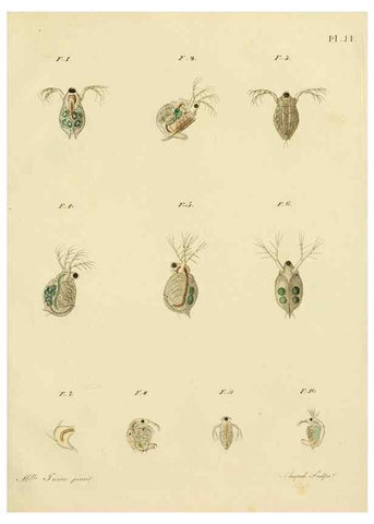 Reproducción/Reproduction 9217327284: Histoire des monocles qui se trouvent aux environs de Genève /. Genève,J.J. Paschoud,1820.
