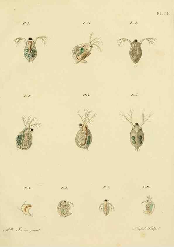 Reproducción/Reproduction 9217327284: Histoire des monocles qui se trouvent aux environs de Genève /. Genève,J.J. Paschoud,1820.