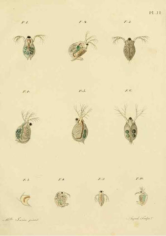 Reproducción/Reproduction 9217327284: Histoire des monocles qui se trouvent aux environs de Genève /. Genève,J.J. Paschoud,1820.