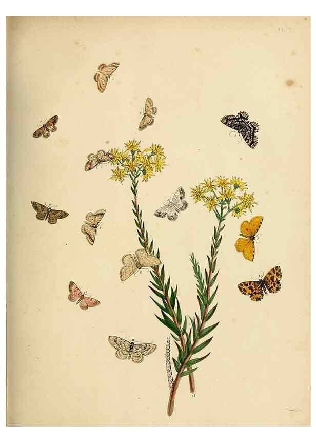 Reproducción/Reproduction 9216270687: British moths and their transformations.. London :W. Smith,1843-45.