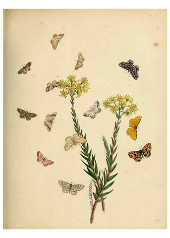 Reproducción/Reproduction 9216270687: British moths and their transformations.. London :W. Smith,1843-45.