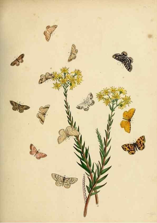 Reproducción/Reproduction 9216270687: British moths and their transformations.. London :W. Smith,1843-45.