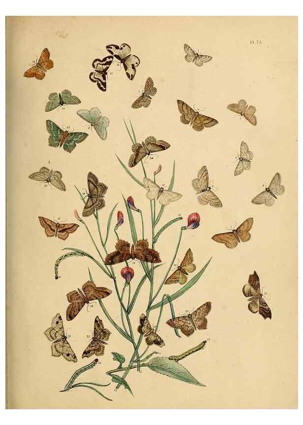 Reproducción/Reproduction 9216272071: British moths and their transformations.. London :W. Smith,1843-45.