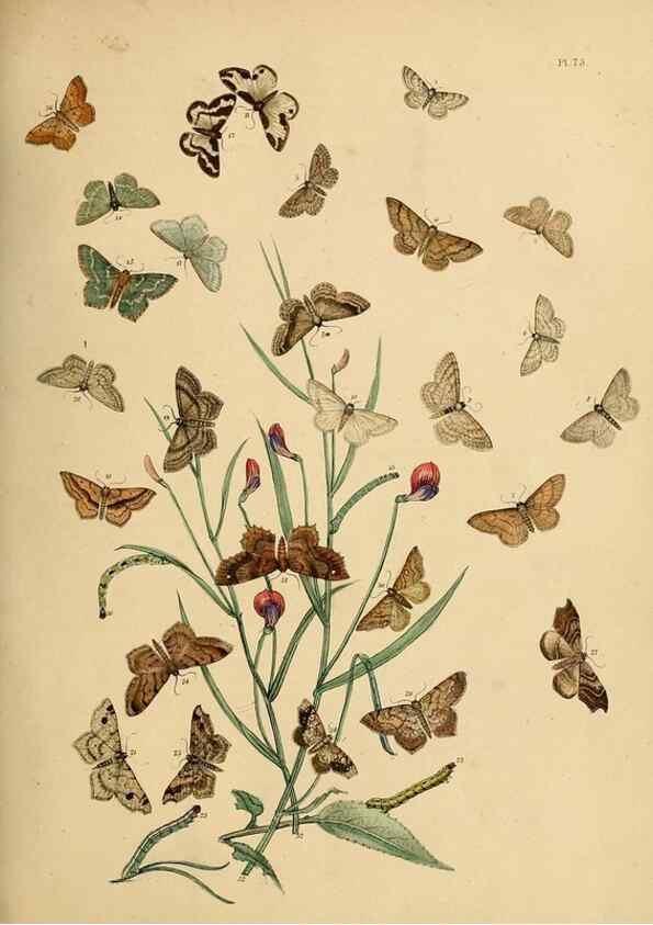 Reproducción/Reproduction 9216272071: British moths and their transformations.. London :W. Smith,1843-45.