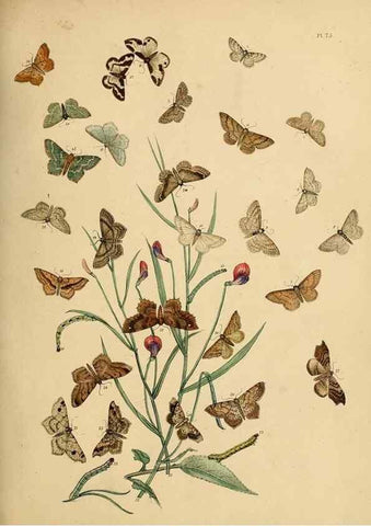 Reproducción/Reproduction 9216272071: British moths and their transformations.. London :W. Smith,1843-45.