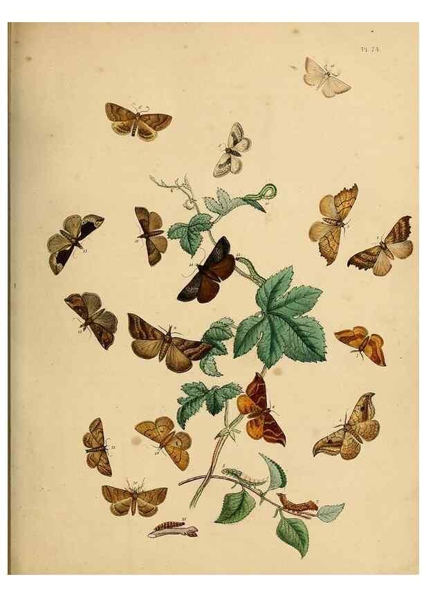 Reproducción/Reproduction 9219048270: British moths and their transformations.. London :W. Smith,1843-45.
