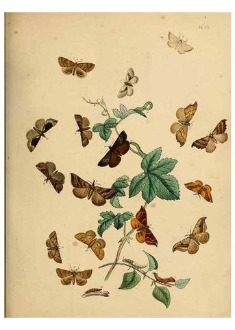 Reproducción/Reproduction 9219048270: British moths and their transformations.. London :W. Smith,1843-45.