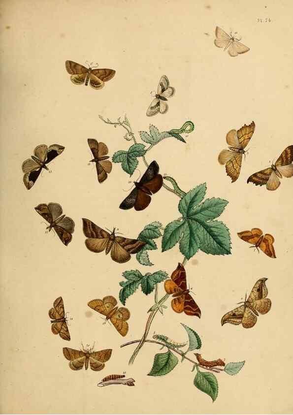Reproducción/Reproduction 9219048270: British moths and their transformations.. London :W. Smith,1843-45.