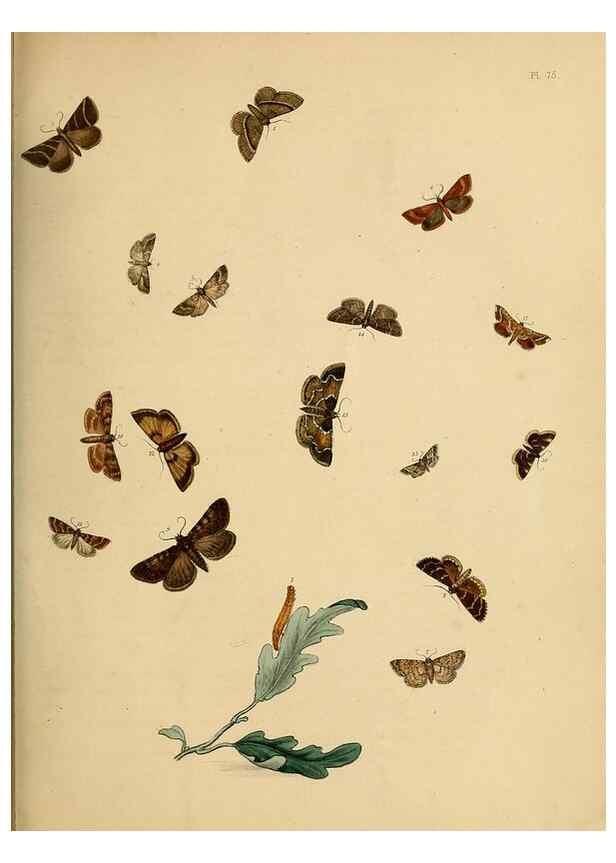 Reproducción/Reproduction 9219049482: British moths and their transformations.. London :W. Smith,1843-45.