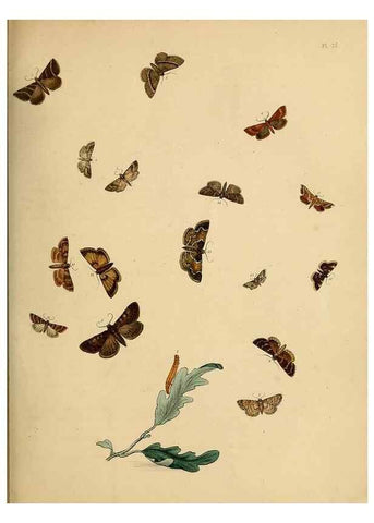 Reproducción/Reproduction 9219049482: British moths and their transformations.. London :W. Smith,1843-45.