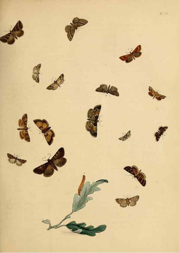 Reproducción/Reproduction 9219049482: British moths and their transformations.. London :W. Smith,1843-45.