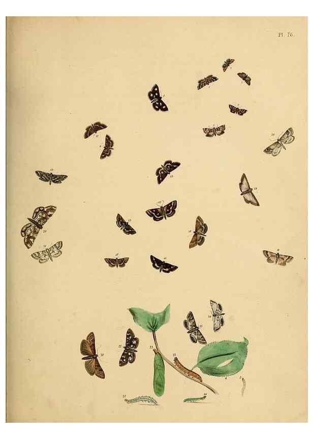 Reproducción/Reproduction 9219050708: British moths and their transformations.. London :W. Smith,1843-45.