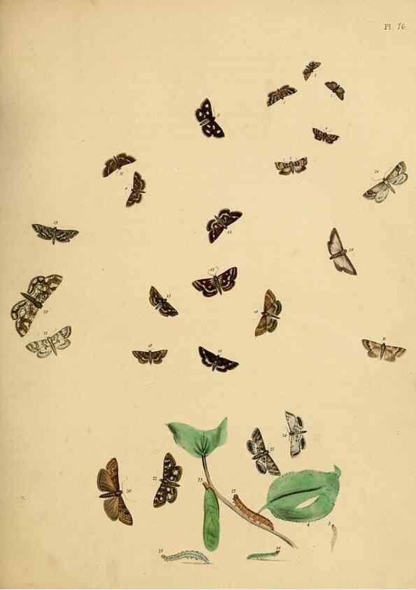 Reproducción/Reproduction 9219050708: British moths and their transformations.. London :W. Smith,1843-45.