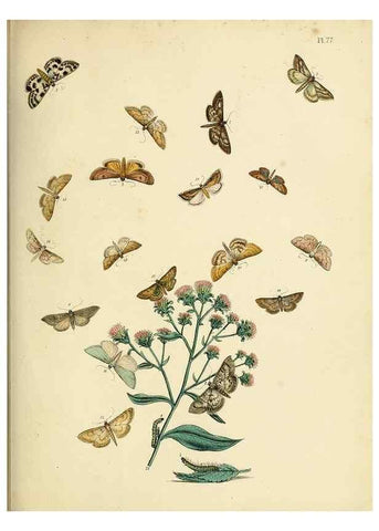 Reproducción/Reproduction 9216277883: British moths and their transformations.. London :W. Smith,1843-45.