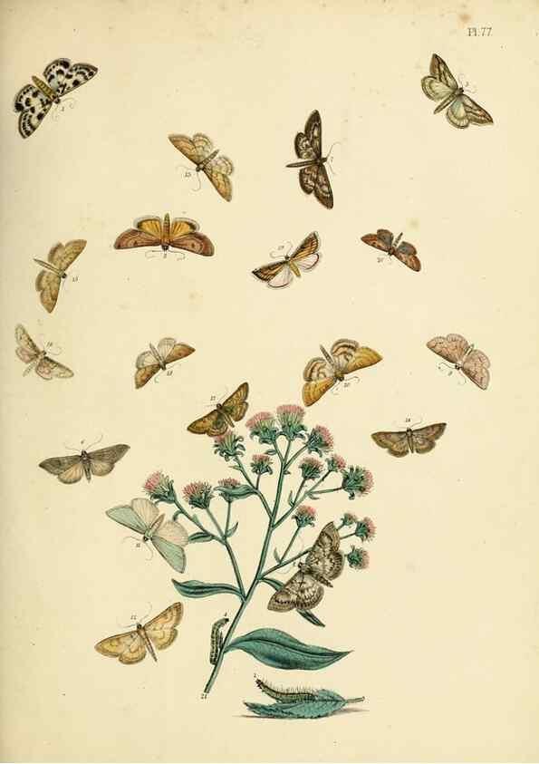 Reproducción/Reproduction 9216277883: British moths and their transformations.. London :W. Smith,1843-45.