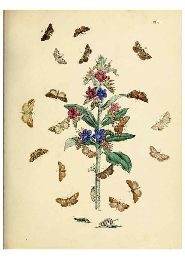 Reproducción/Reproduction 9216280147: British moths and their transformations.. London :W. Smith,1843-45.